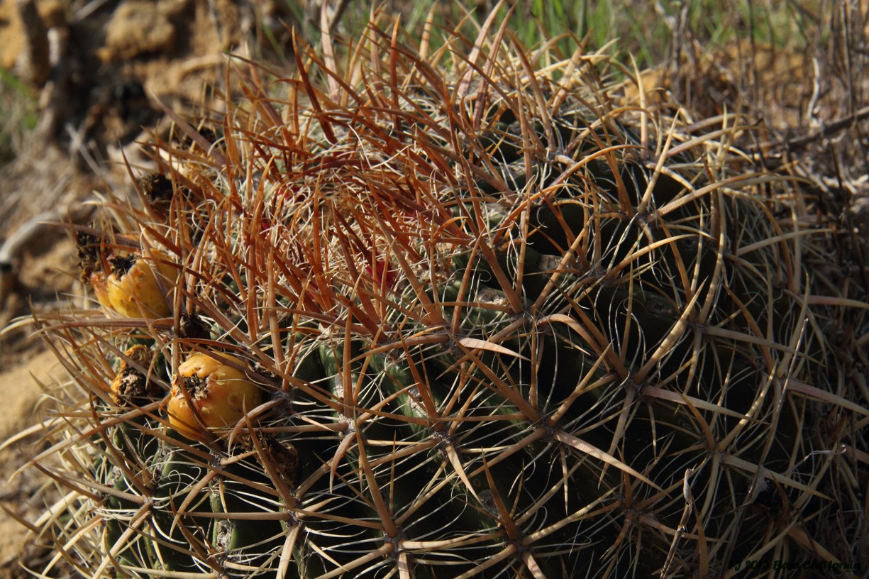 Ferocactus viridescens var. littoralis FJ